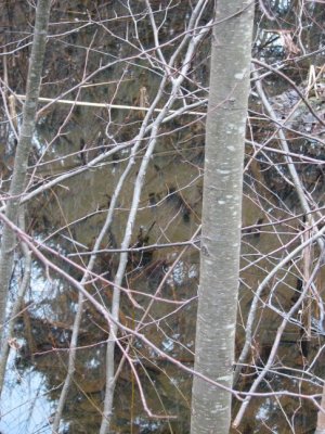 Wintery Wetland