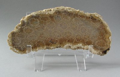Agate Coral