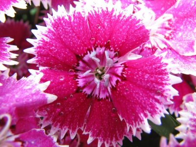 Dianthus