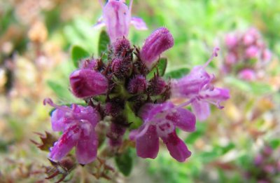 Creeping Thyme