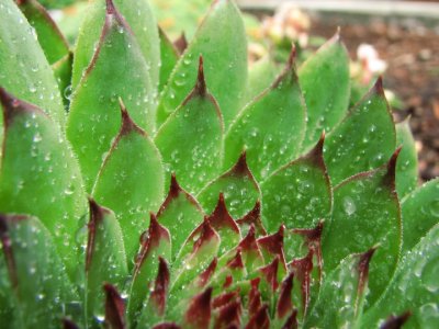 Hen and Chicks