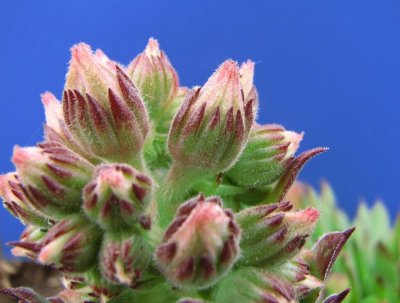 Sedum