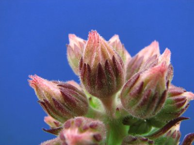 Sedum