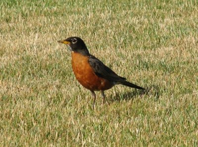 Robin