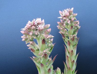 Green Sedum