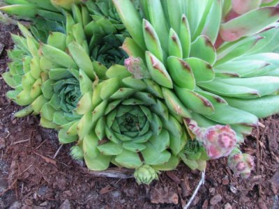 Same Sedum!