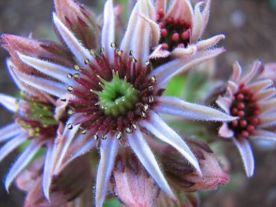 Sedum Flower