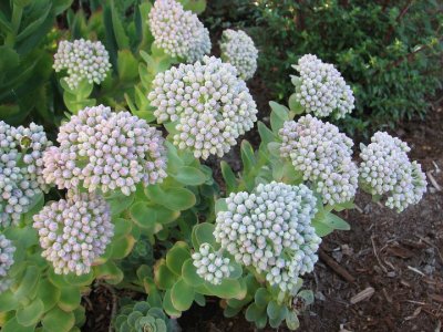 Sedum