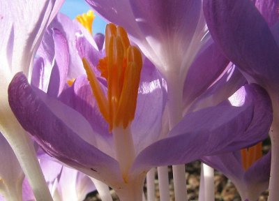 Img_2434E.jpg
