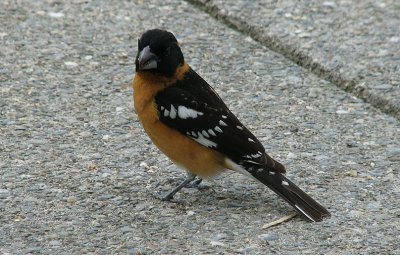 Img_3744D.jpg