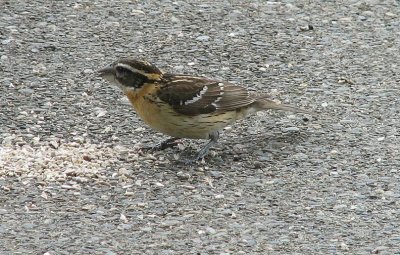 Img_3476D.jpg