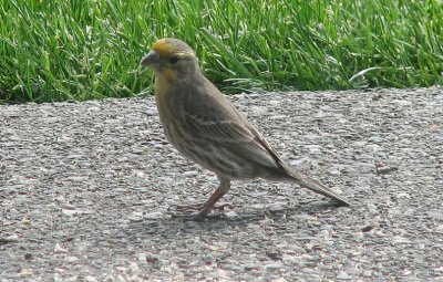 Img_3486D.jpg