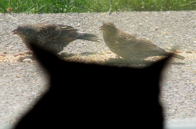 Img_3533D.jpg