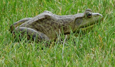 Img_3829D.jpg