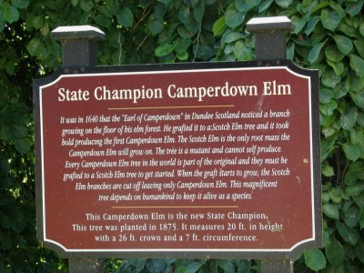 Camperdown Elm