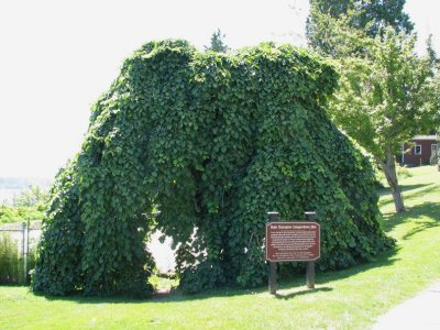 Camperdown Elm