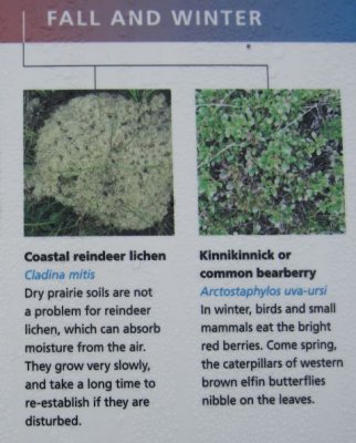 Seasonal Vegetation