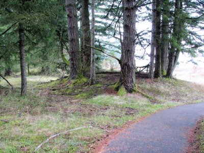 Surrounding Woodline