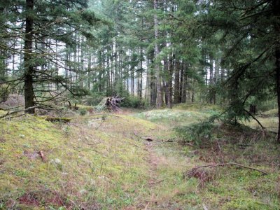 Surrounding Woodline
