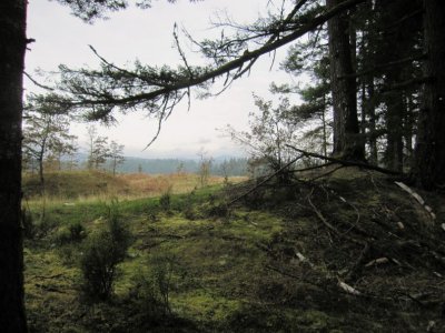 Surrounding Woodline