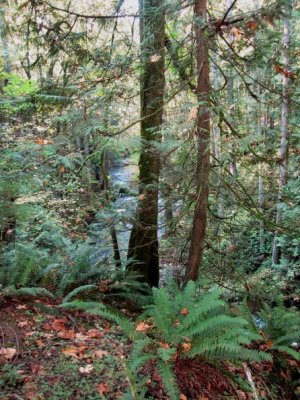 Whatcom Falls