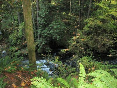 Whatcom Falls