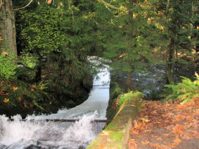 Whatcom Falls