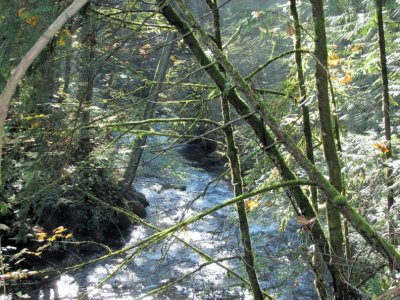 Whatcom Falls