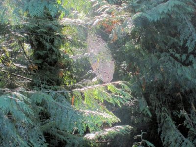 Whatcom Falls