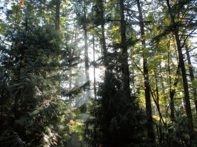 Whatcom Falls