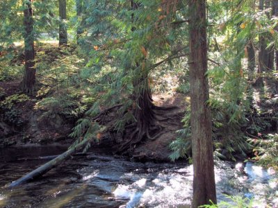 Whatcom Falls