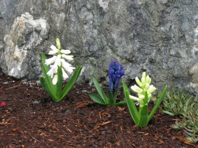Hyacinth Trio 01.jpg