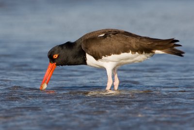 Hutrier d'Amrique / American Oystercatcher