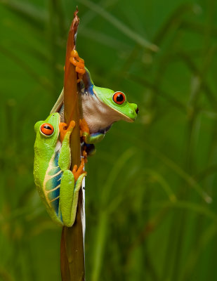 Grenouille aux yeux rouges / Red-eyed Tree Frog