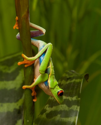 Grenouille aux yeux rouges / Red-eyed Tree Frog