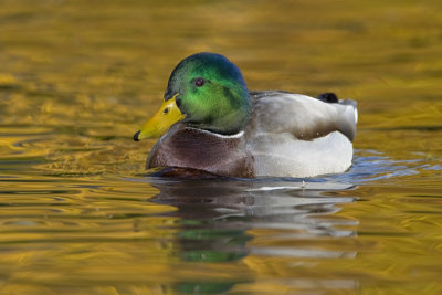 Canard colvert / Mallard