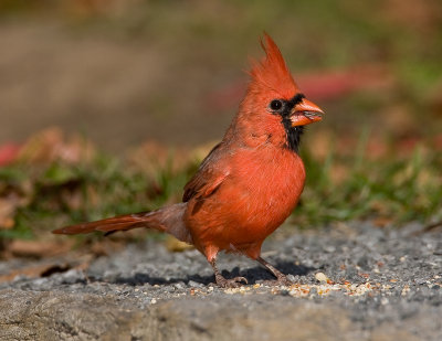 Cardinal rouge / Northern Cardinal