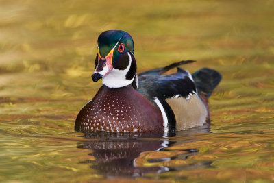 Canard branchu / Wood Duck