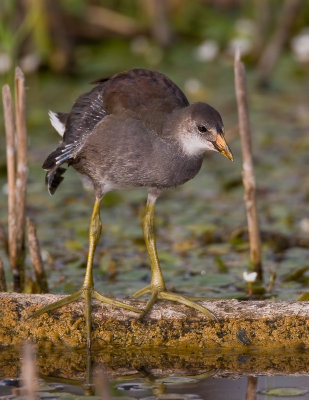 Galinule Poule d'eau / Common Moorhen