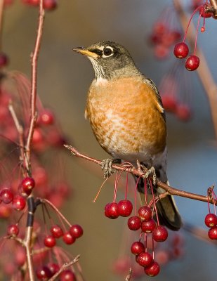 Merle d'Am�rique / American Robin