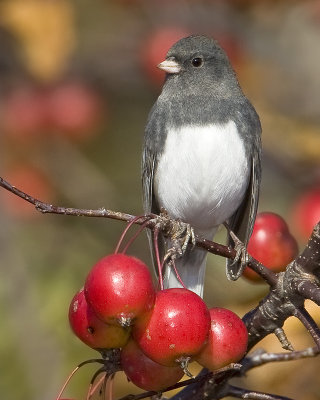 Junco ardois� / Dark-eyed Junco