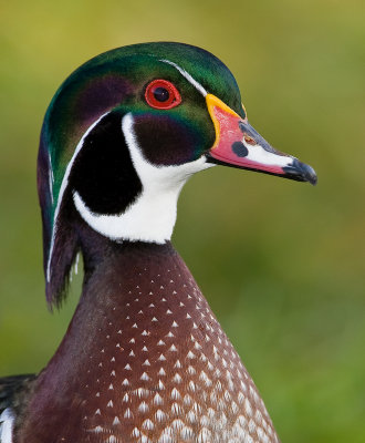 Canard branchu / Wood Duck