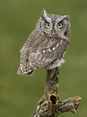 Petit duc macul / Eastern Screech-Owl