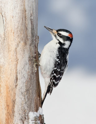 Pic chevelu / Hairy Woodpecker