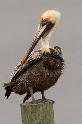Plican brun / Brown Pelican
