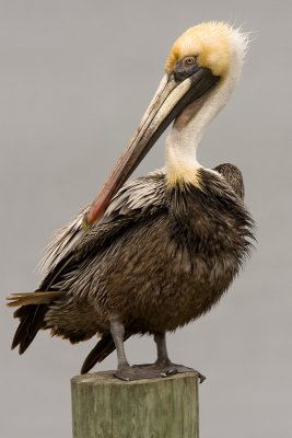 Plican brun / Brown Pelican
