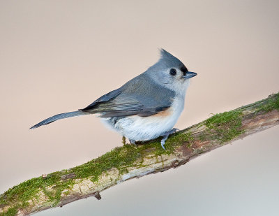 M�sange bicolore / Tufted Titmouse