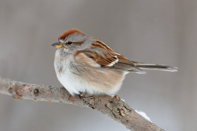 Bruant hudsonien / American Tree Sparrow