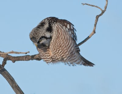 Chouette �pervi�re / Northern Hawk Owl