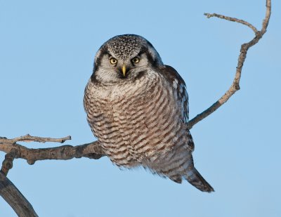 Chouette �pervi�re / Northern Hawk Owl